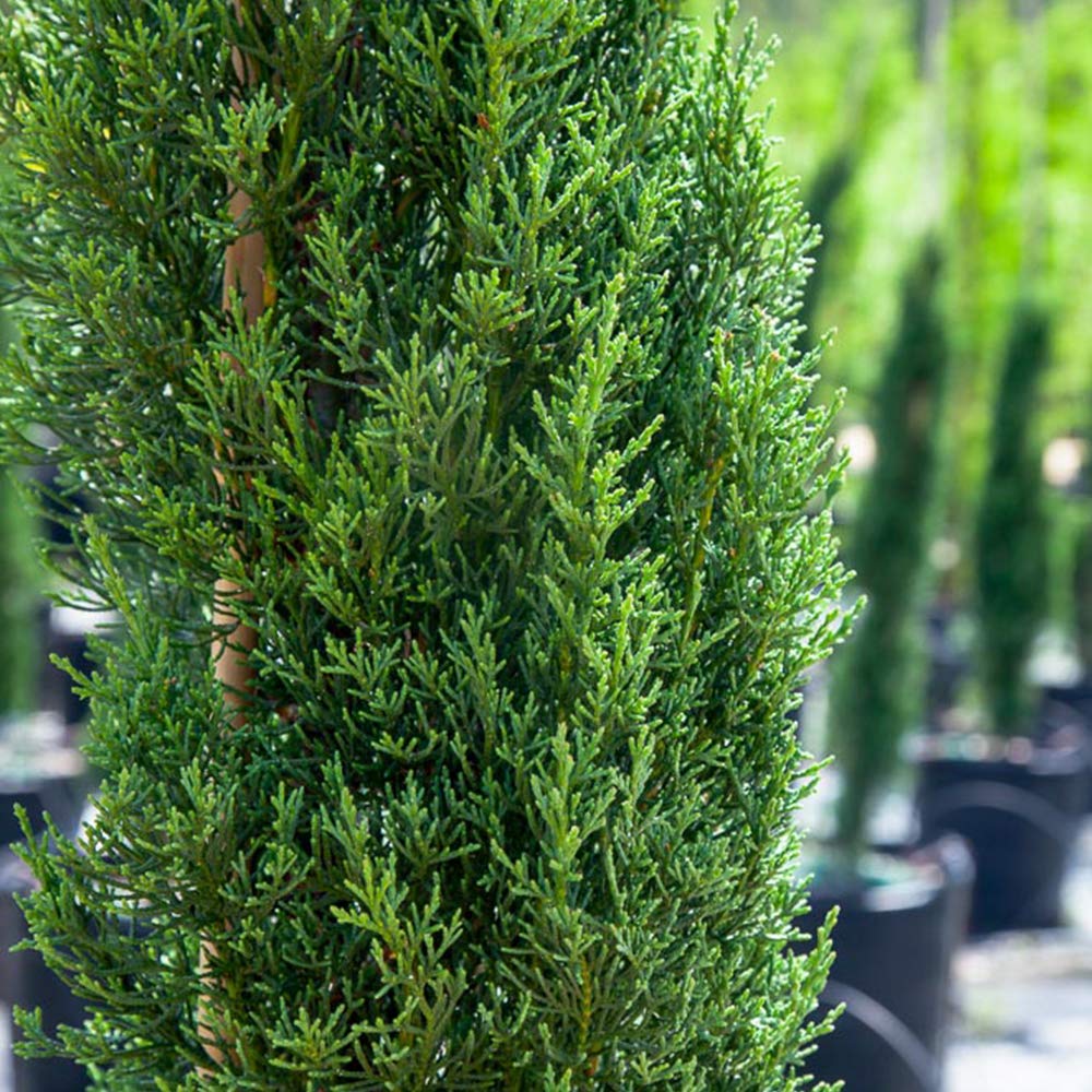 Italian Cypress 1-2'