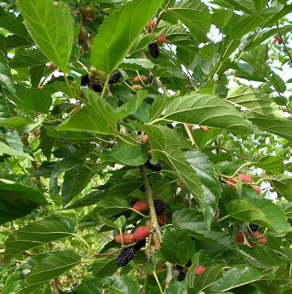 Live Plant - Dwarf Everbearing Mulberry Tree-Starter Plant- Morus nigra Plant Edible Fruit