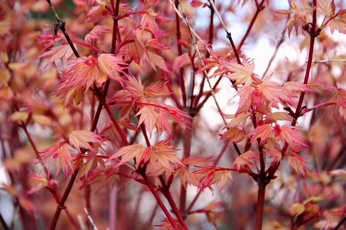 Coral Pink Japanese Maple - Beautiful Coral Pink Leaves in Spring Light Up The Garden 3 - Year Live Tree