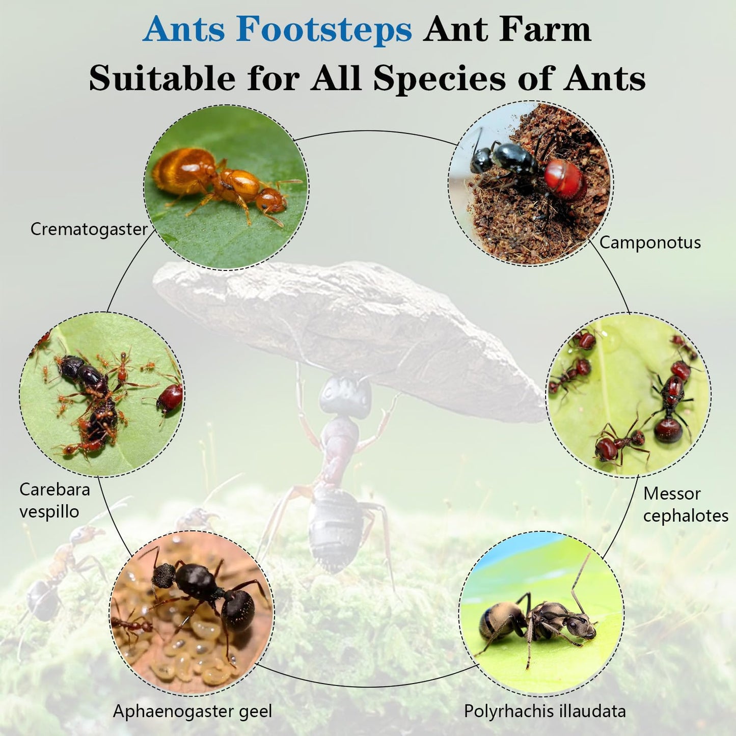 Ants Footsteps Ant Farm Nest Science DIY Terrarium Kit Care for Live Ants Ant Habitat with Water Tower Nurturing Room and Comprehensive Observation