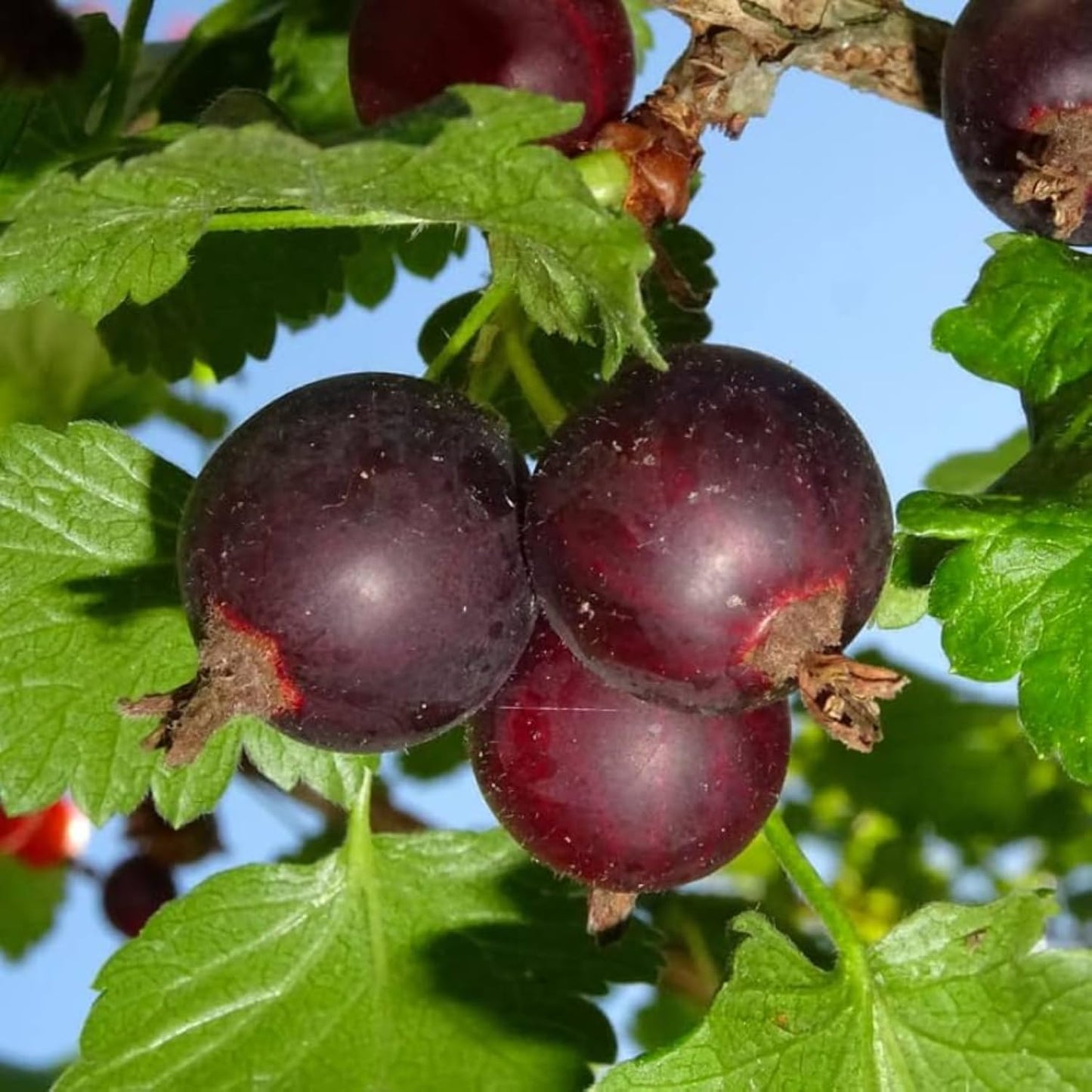 Jeanne Gooseberry Bush Live Plant Well Rooted, Berry Plant Live for Planting, 5-9" Tall