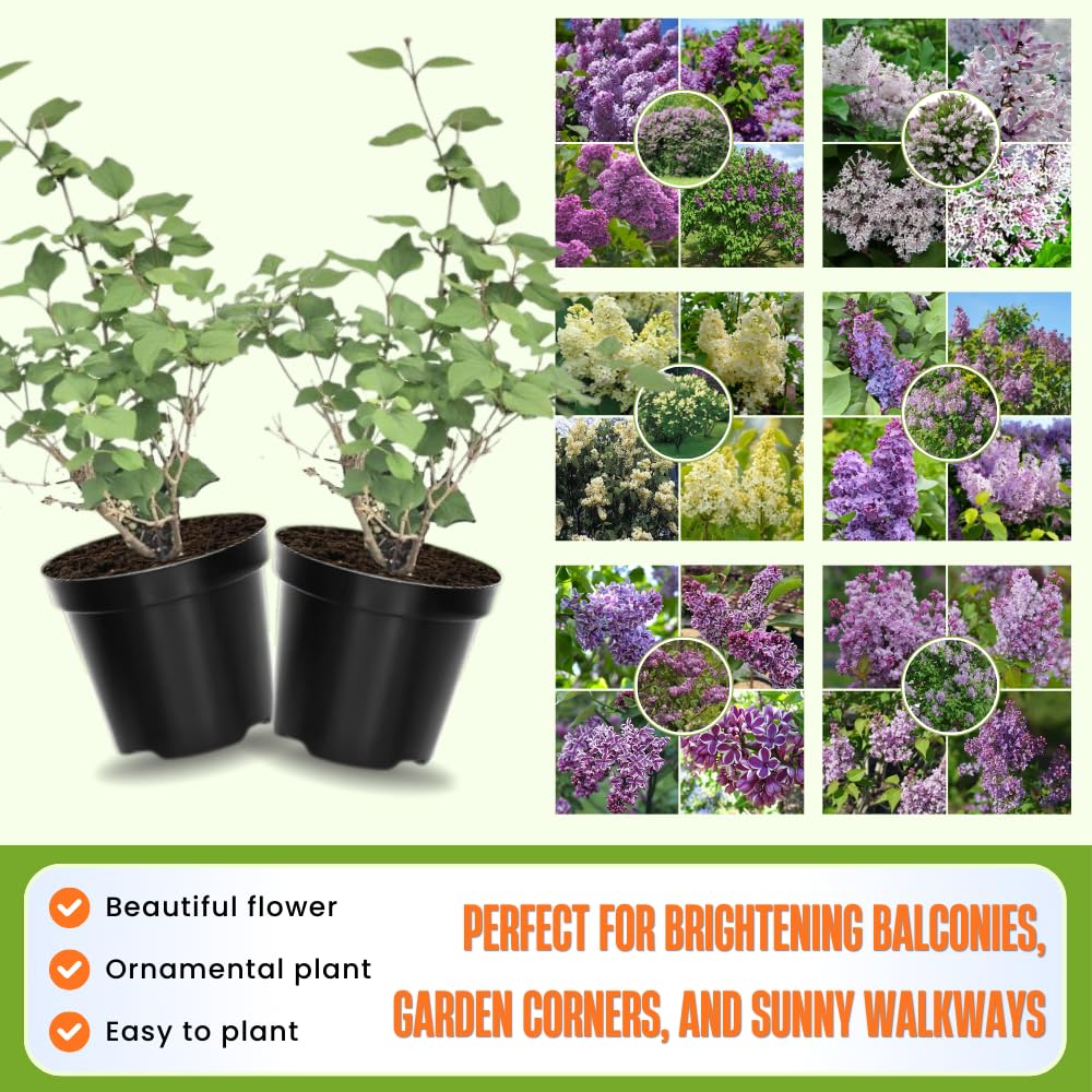 2 Kim Lilac Bushes Trees Live Plants 8-12 Inches Tall, Well Rooted in Quart Pot, Fragrant Spring Flowering Outdoor Plant (Light Pink Lilac Shrub)