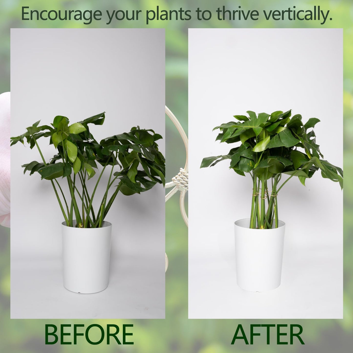 YOHSNOR Durable Monstera Plant Support Hooks 5.5in - 5-Piece Set for Indoor Plant Stabilization, Easy-to-Use Grapple Holders for Monstera and Turtle Shell Plants for Plant Lovers