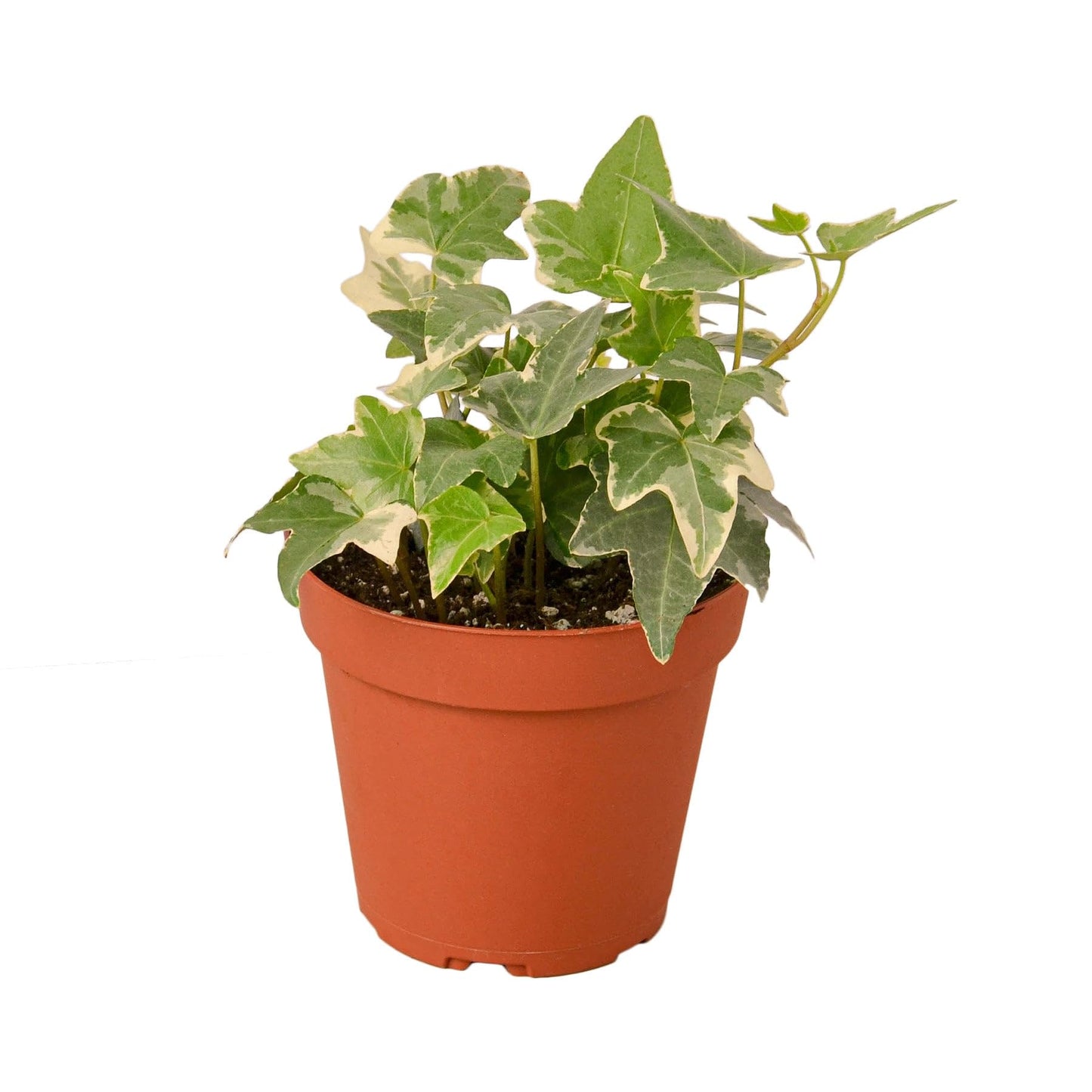 English Ivy 'Glacier' | Live Plant for Indoor & Outdoor | for Living Room, Office, Bathroom | (4" Pot)