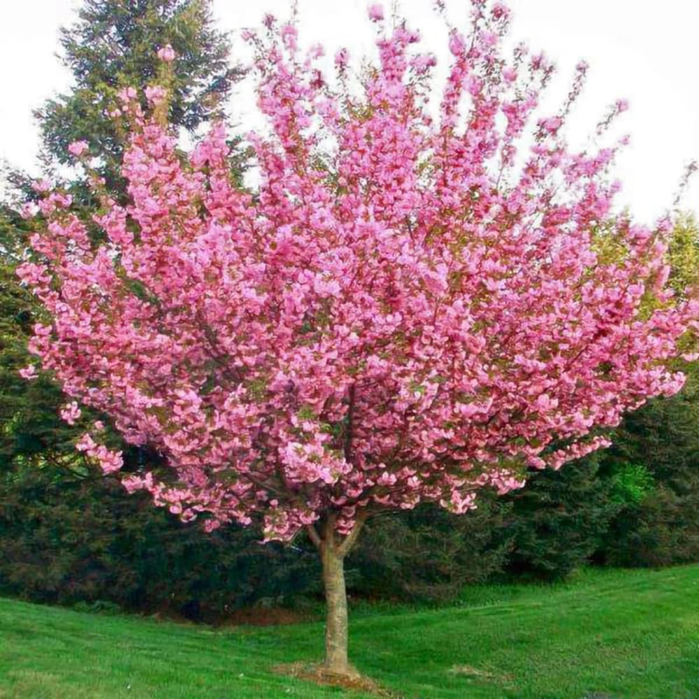 Cherry Blossom Tree, Live Ornamental Tree 6-12" Tall in Pot, Beautiful Spring Blooms for Outdoor Planting (Double Pink Cherry Blossom)