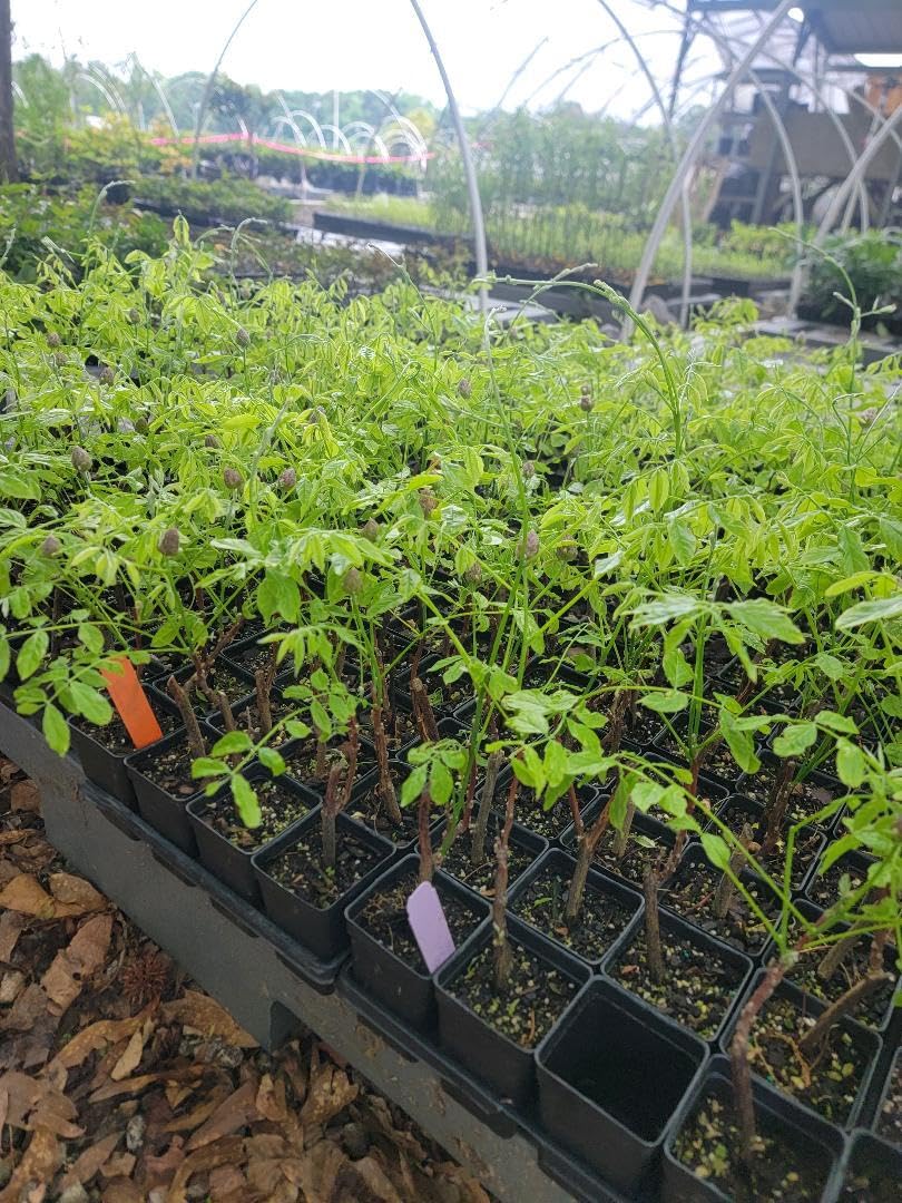 Live Plant - Amethyst Falls Wisteria Vine - Starter Plant