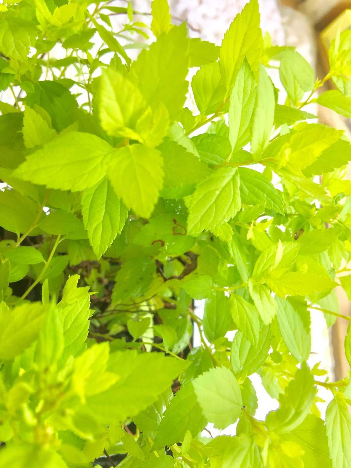 Live Plant - Mini/Dwarf Gold Mound Spirea, Live Bush, Quart Pot, Spiraea Japonica 'Mini Gold'