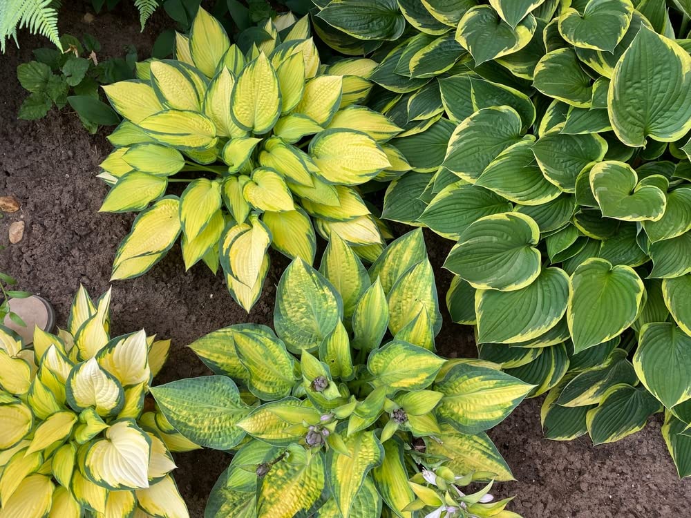 Mixed Hosta Perennials (6 Pack of Bare Roots) - Great Hardy Shade Plants