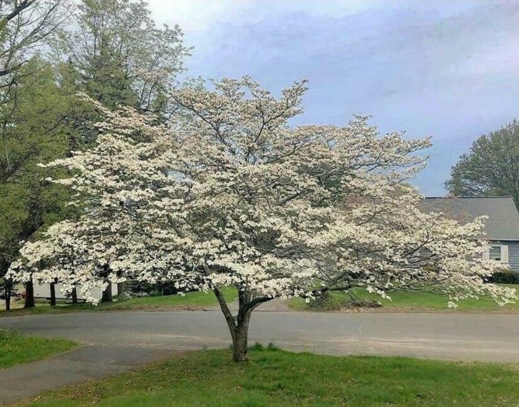 White Flowering Dogwood Tree - 24-36" Tall Live Plant - 2-3 Foot Tall Spring Blooming Shade Tree - Cornus Florida