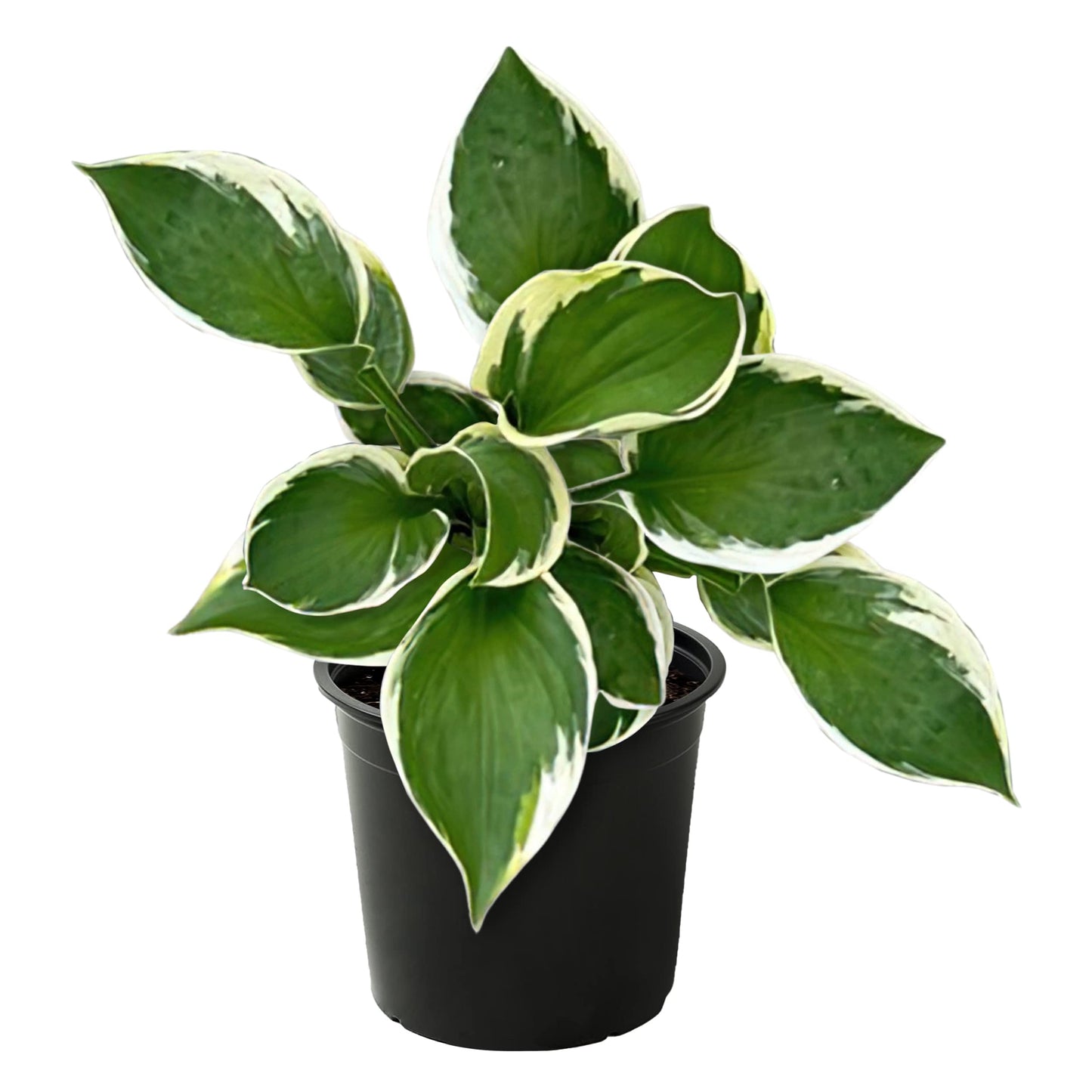 Live Hosta 'Patriot', Flowering Shade Perennial Plant, 12" Tall by 8" Wide in a 2.5 Qt Pot