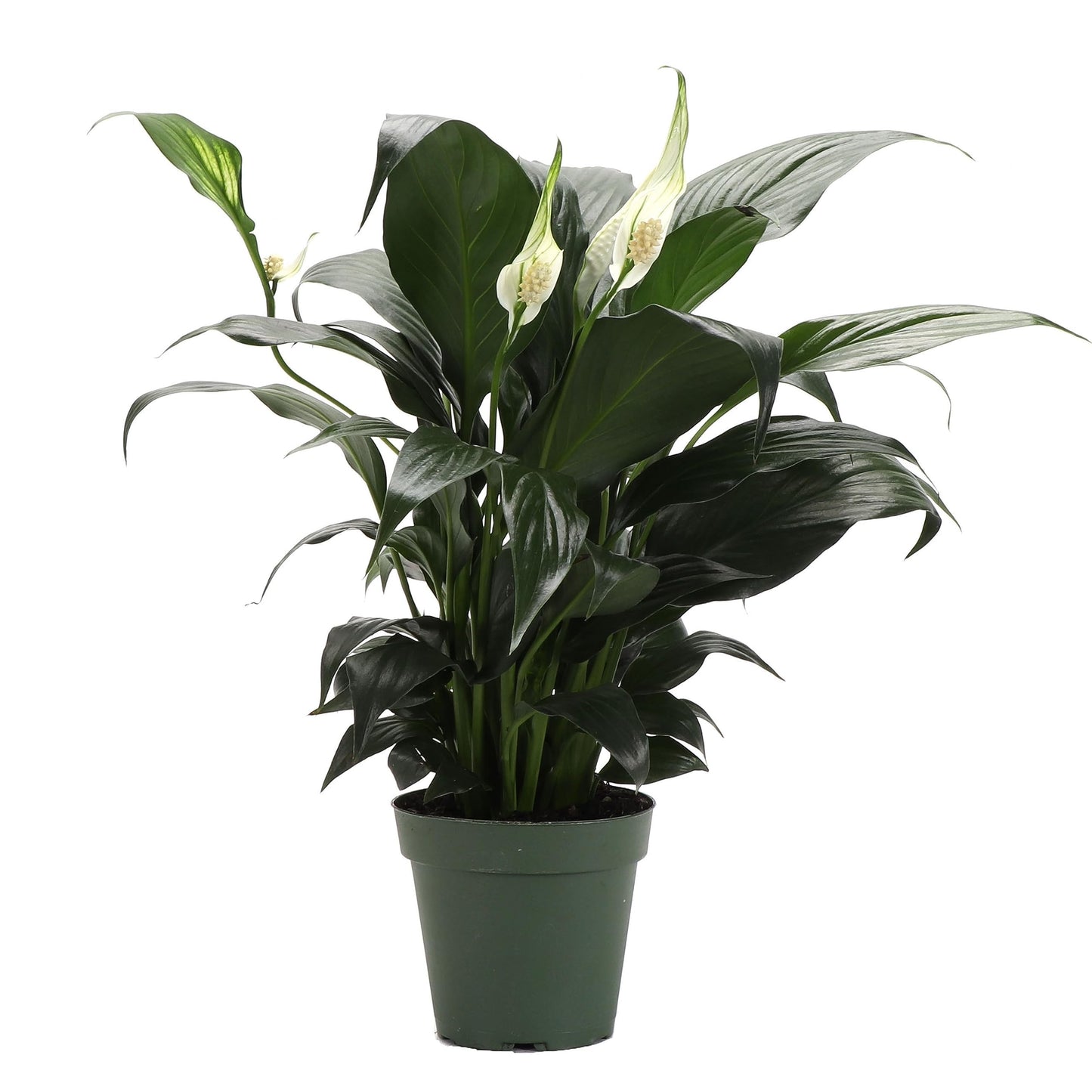 Live Peace Lily Plant, Spathyphylum, Low Light, Live Indoor Plant, 4" Diameter Pot