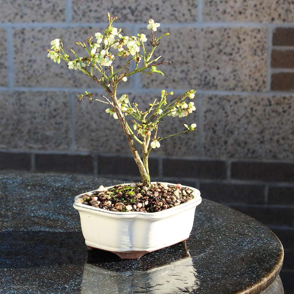 Brussel's Bonsai Live Dwarf Blueberry Bonsai Tree - Small, 4 Years, 6 to 8 Inches Tall - Outdoor Live Bonsai Tree with Ceramic Bonsai Pot