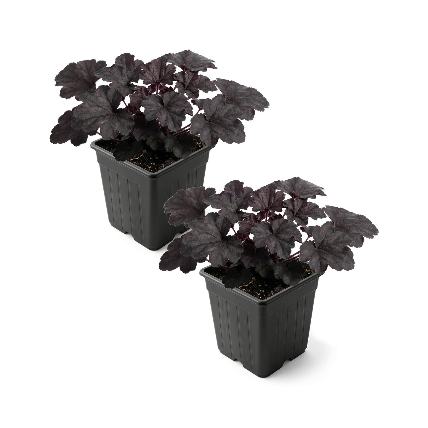 Live Heuchera Coral Bells 2-Pack – Black Olive – Shade Perennial Foliage Plant, 10” Tall, 1 Qt Pot