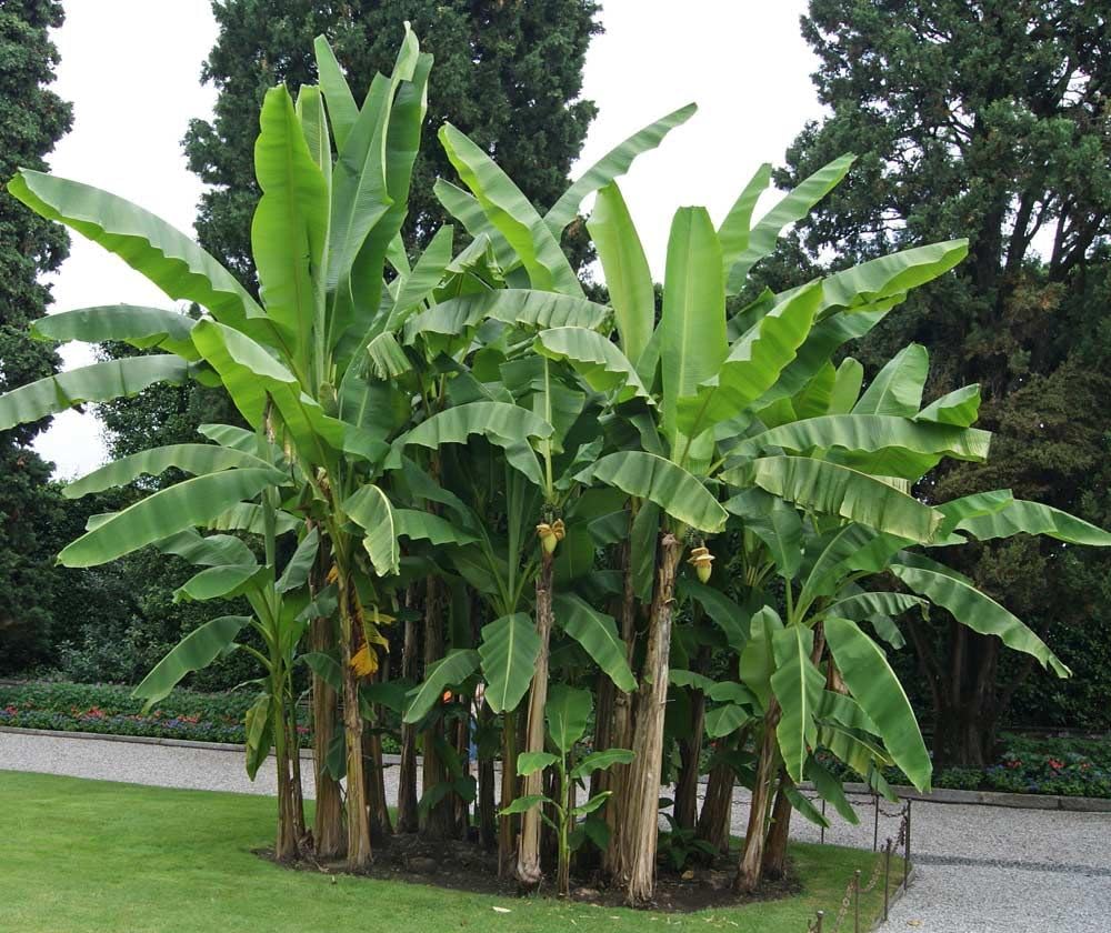 Musa Basjoo Banana Tree Cold Hardy | Japanese Banana Live Plant 6 inches Tall