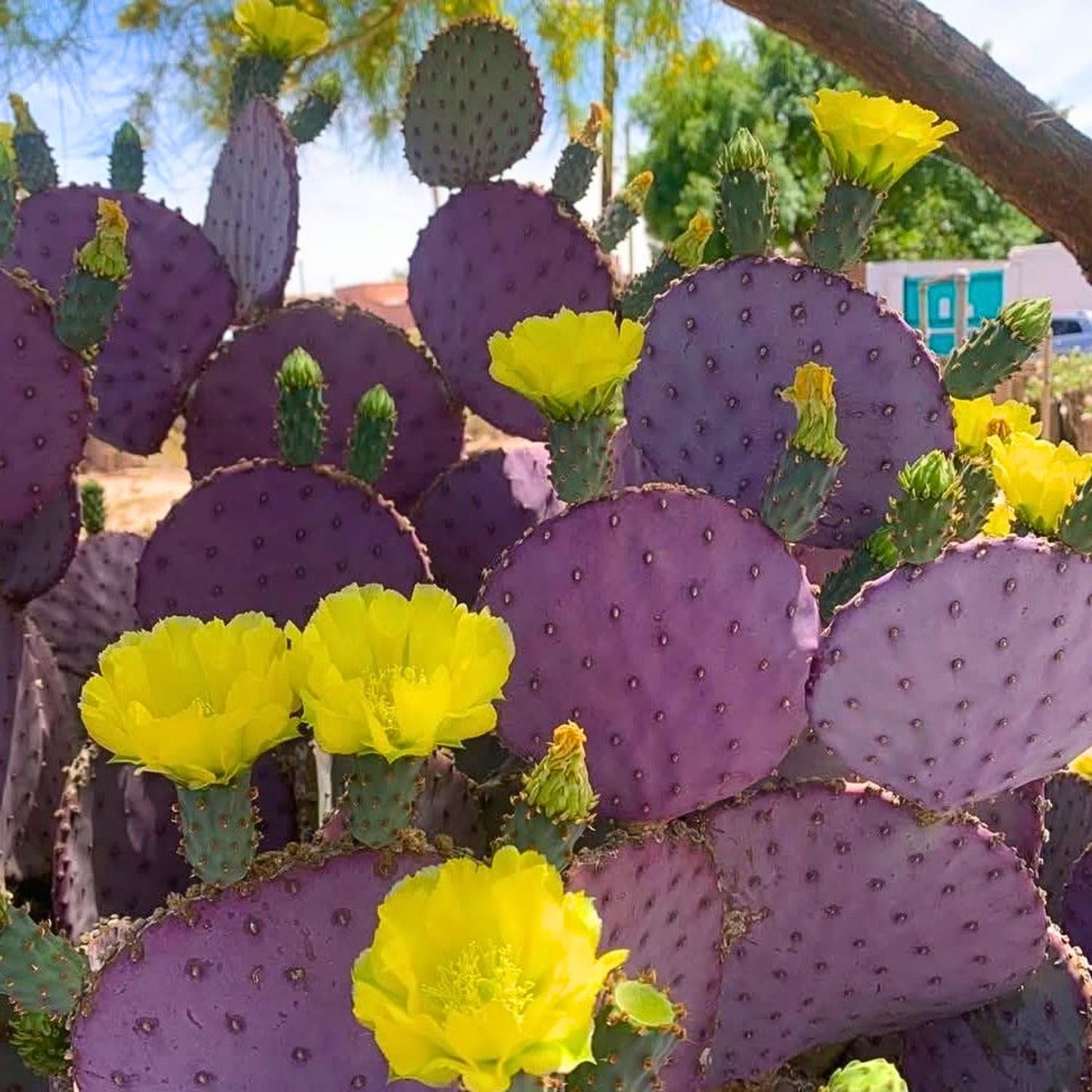 Purple Prickly Pear Cactus Live Plant 6-8 Inches, Cold Hardy Cactus, Outdoor or Container Growing