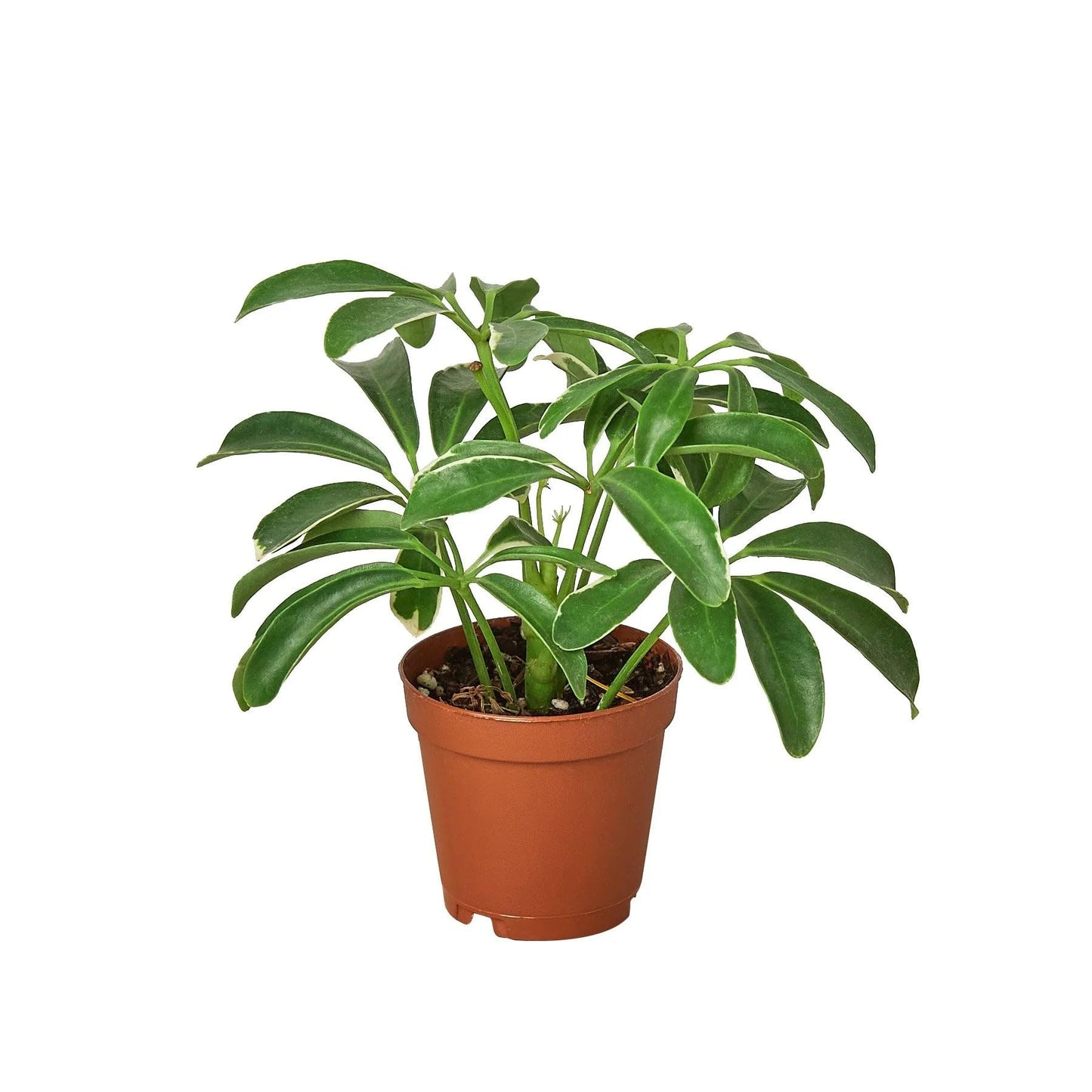 Schefflera Arboricola 'Umbrella' in 6in Pot - Live Plants Tropical Houseplants | Variegated | USA Growers | The Snobby Leaf