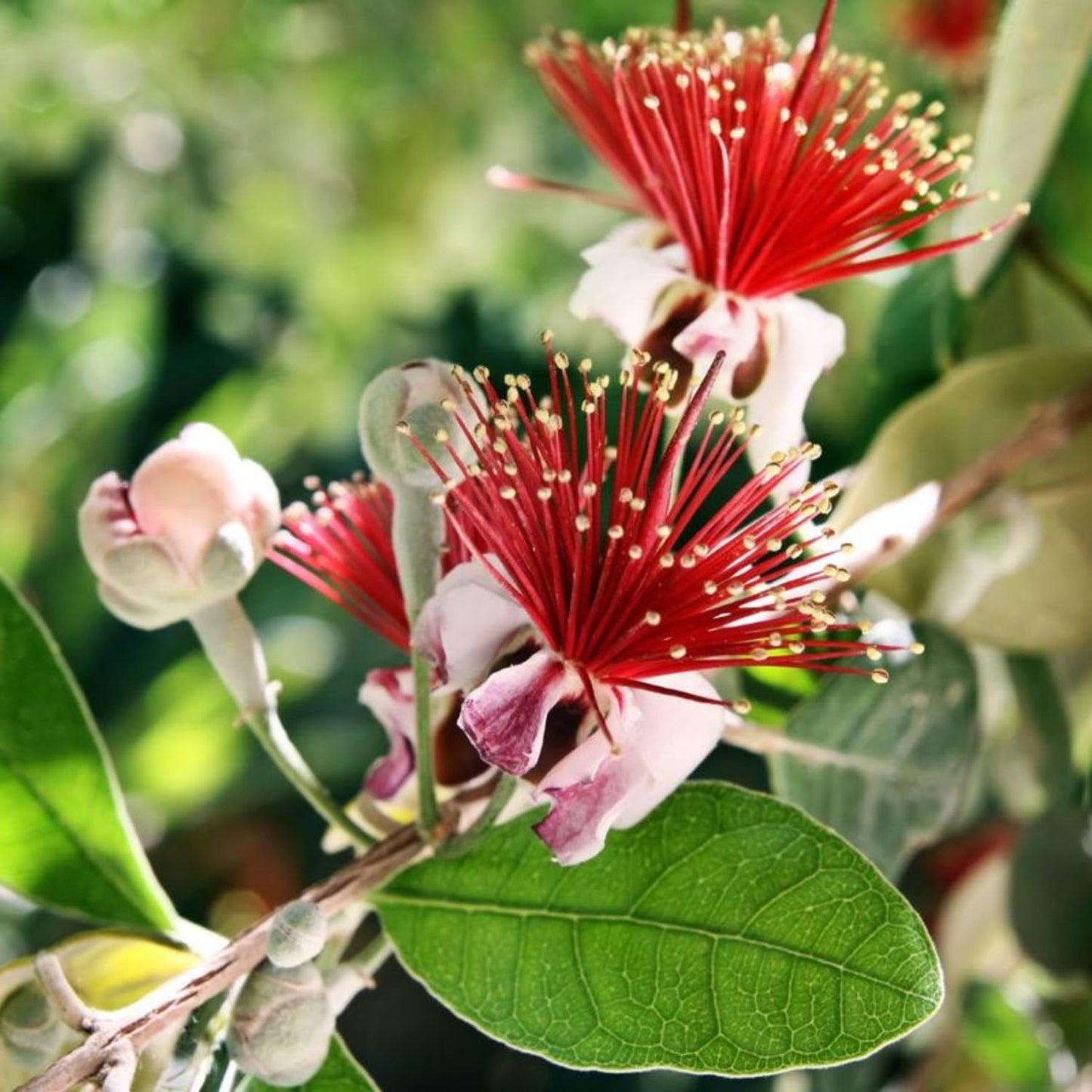Pack 2 Pineapple Guava Plants Live, 4-8 Inches Tall Starter Plants