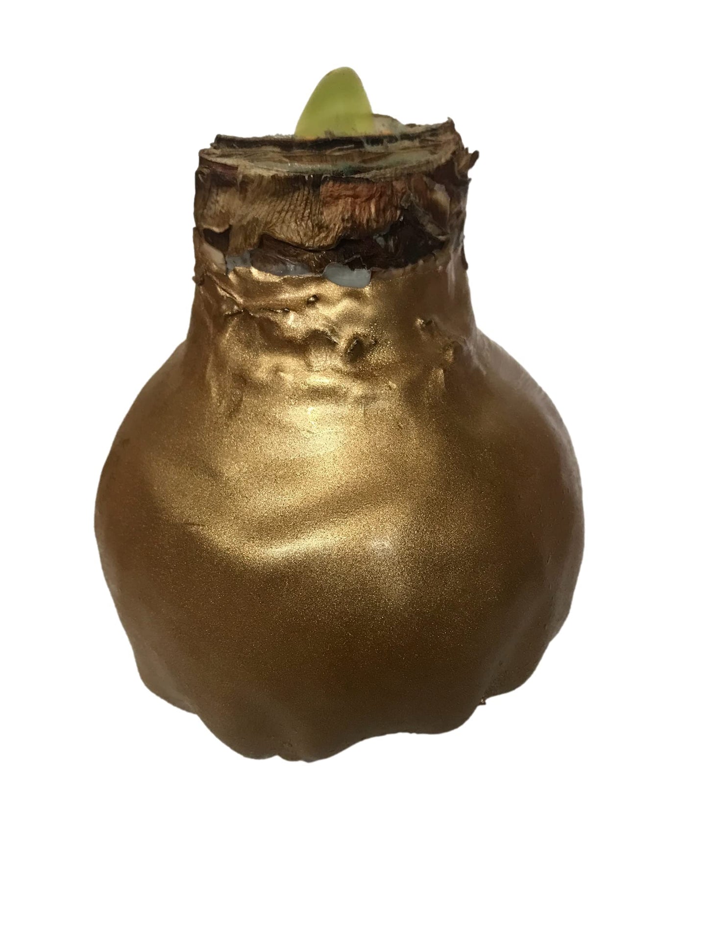 Gold Waxed Denver White Amaryllis Bulb 36/38