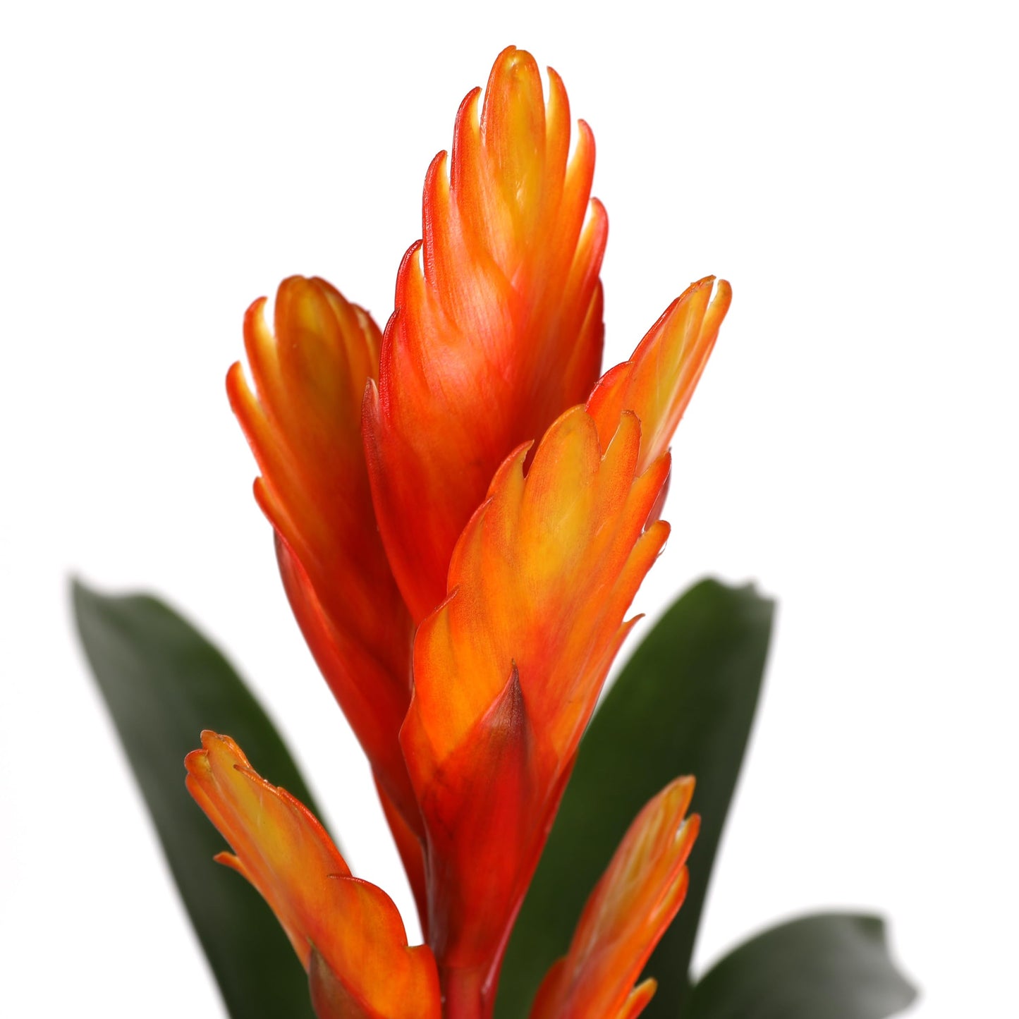 Green Circle Growers 5" Orange Vriessa Bromeliad in Brown Wilson Wood Planter, Live Plant