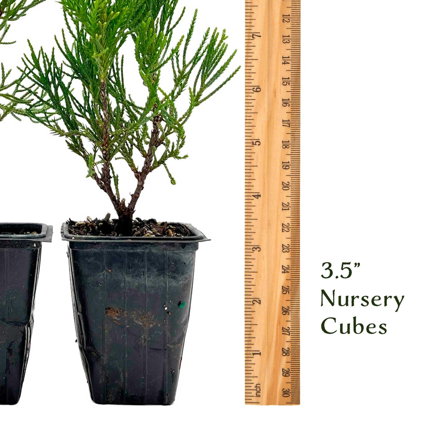 4 Hollywood Juniper – Sculptural Twisted Evergreen Conifer Shrub for Hedges, Borders & Container Planting (Juniperus chinensis ‘Torulosa’) in 3.5″ Cubes, Live Plants