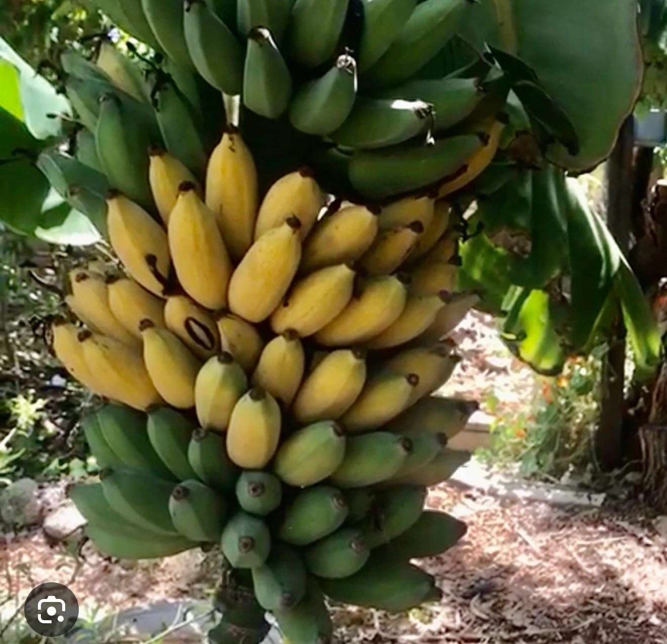 Live Plant - Gold Finger Musa Banana Tree-Small Well Rooted Starter Plant