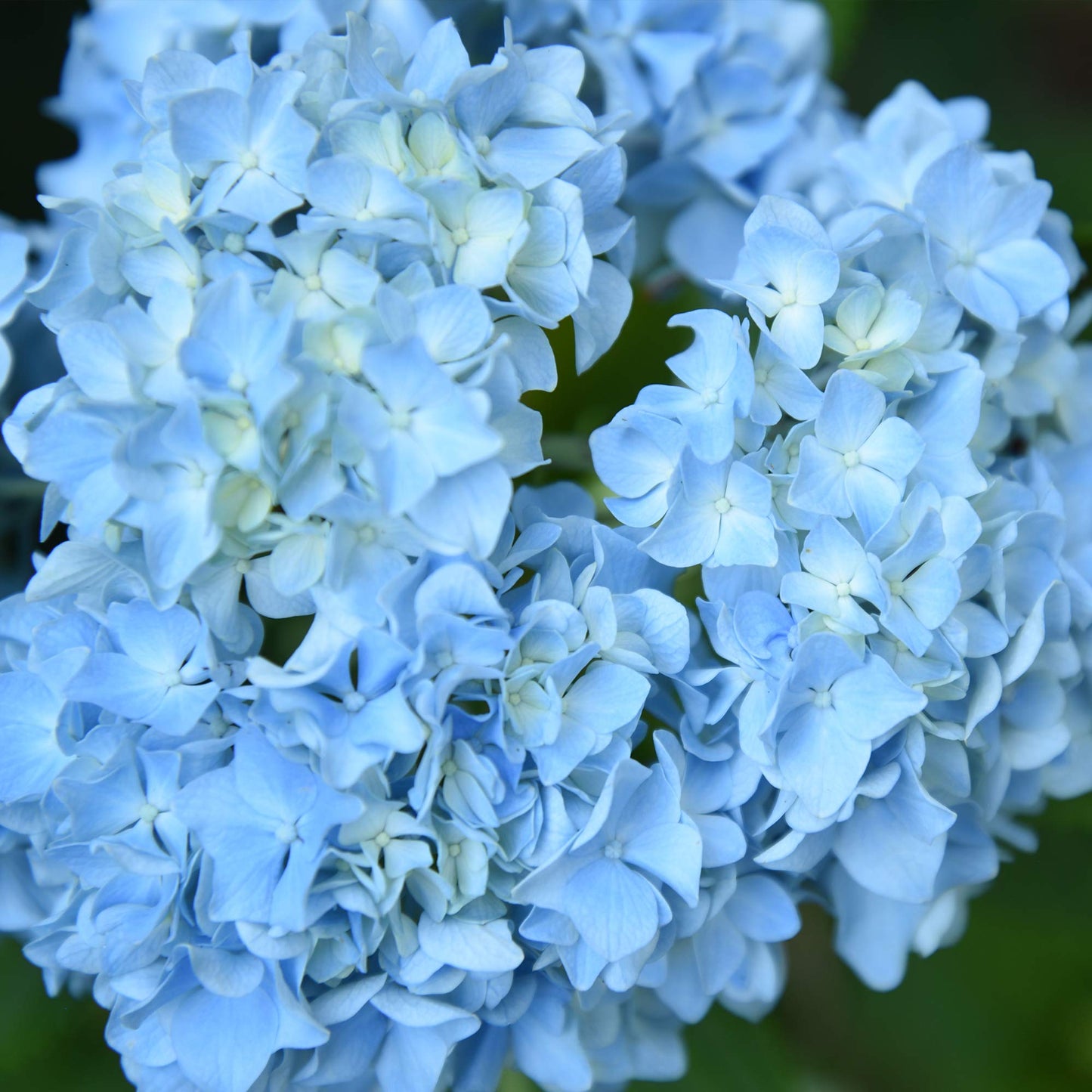 PERFECT PLANTS Penny Mac Hydrangea Live Plant, Includes Care Guide