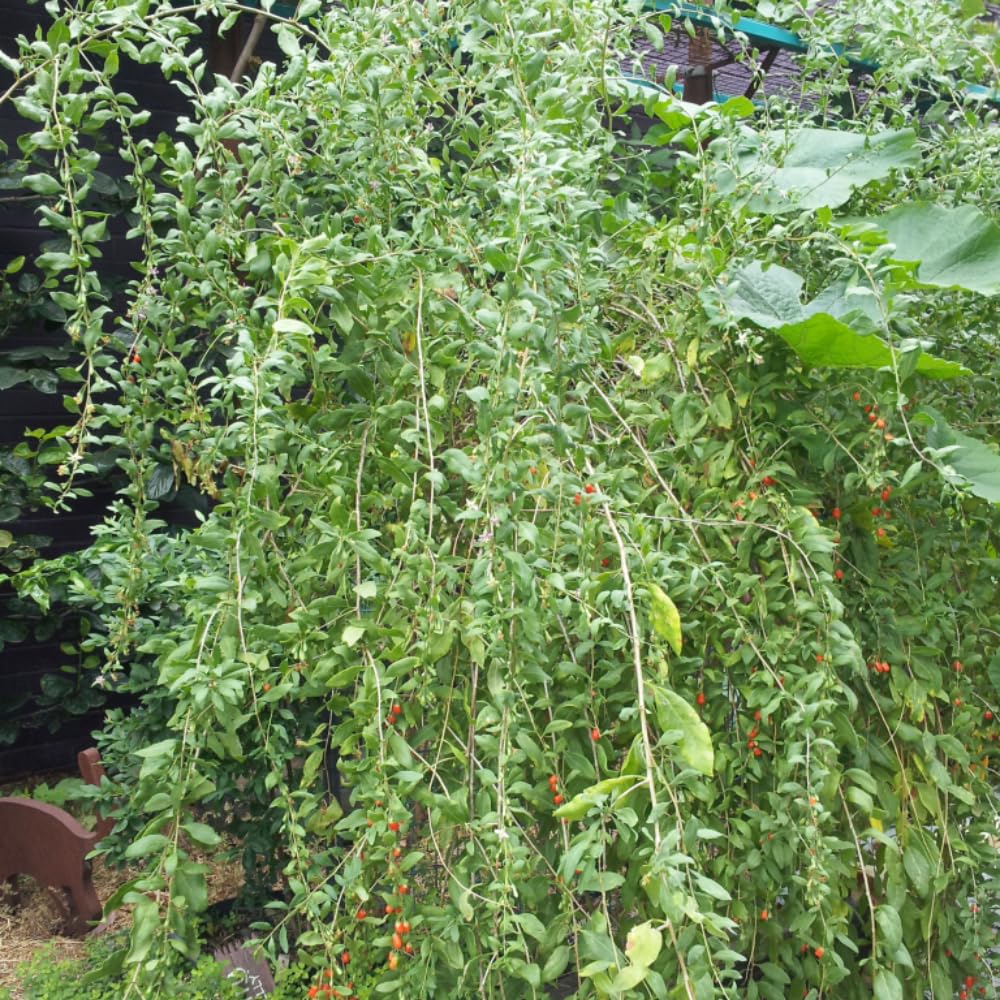 5-9" Tall Goji Berry Plant Live for Planting, Red Goji Berry Tree Live Plant, Well-Rooted