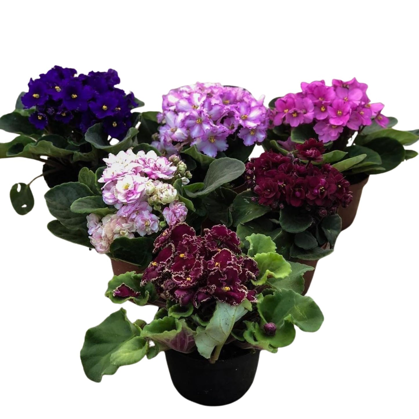 African Violet Plant, Live African Violet Flowers in 4'' Pot, Low-Maintenance Indoor Flowering Plant with Vibrant Blooms (Mix Blooms)