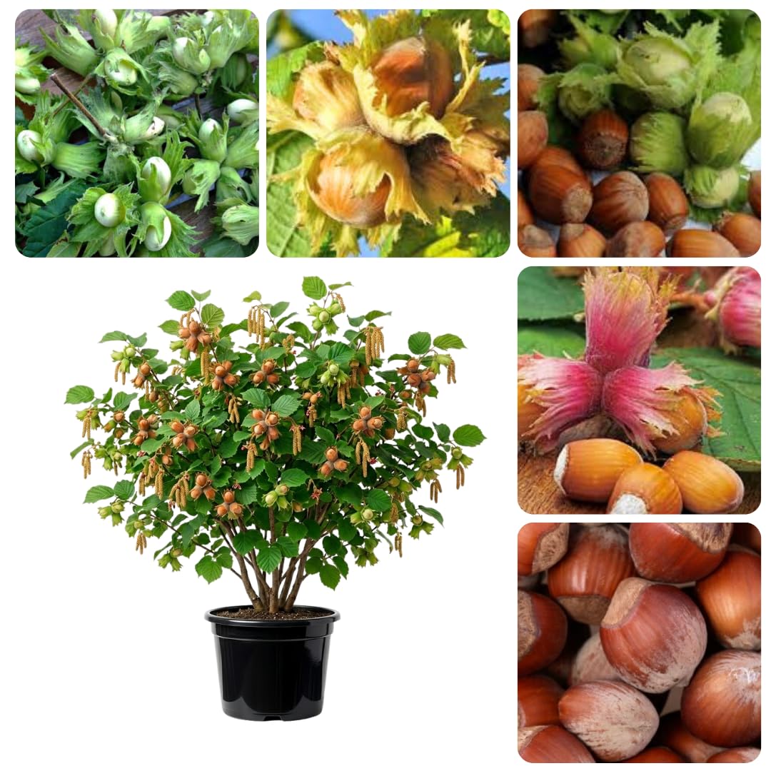 Hazelnut Tree Live Plant, 2–3 Ft Tall in 3 Gallon Pot, Hardy Nut Tree for Outdoor Garden Planting