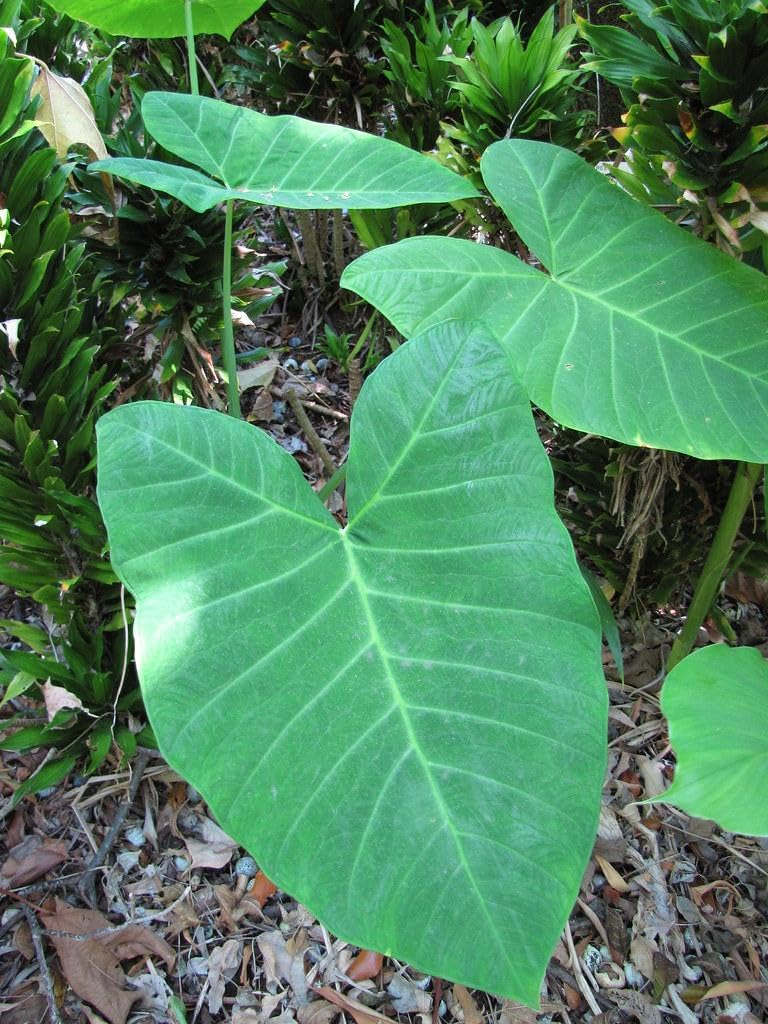 RedCrocus - RedCrocus Assorted Elephant Ear Xanthosoma – Large Tropical Foliage Plant, Shade Garden, Container Friendly, Pollinator Attractant, Indoor Use, Durable, Easy Care 6" Pot