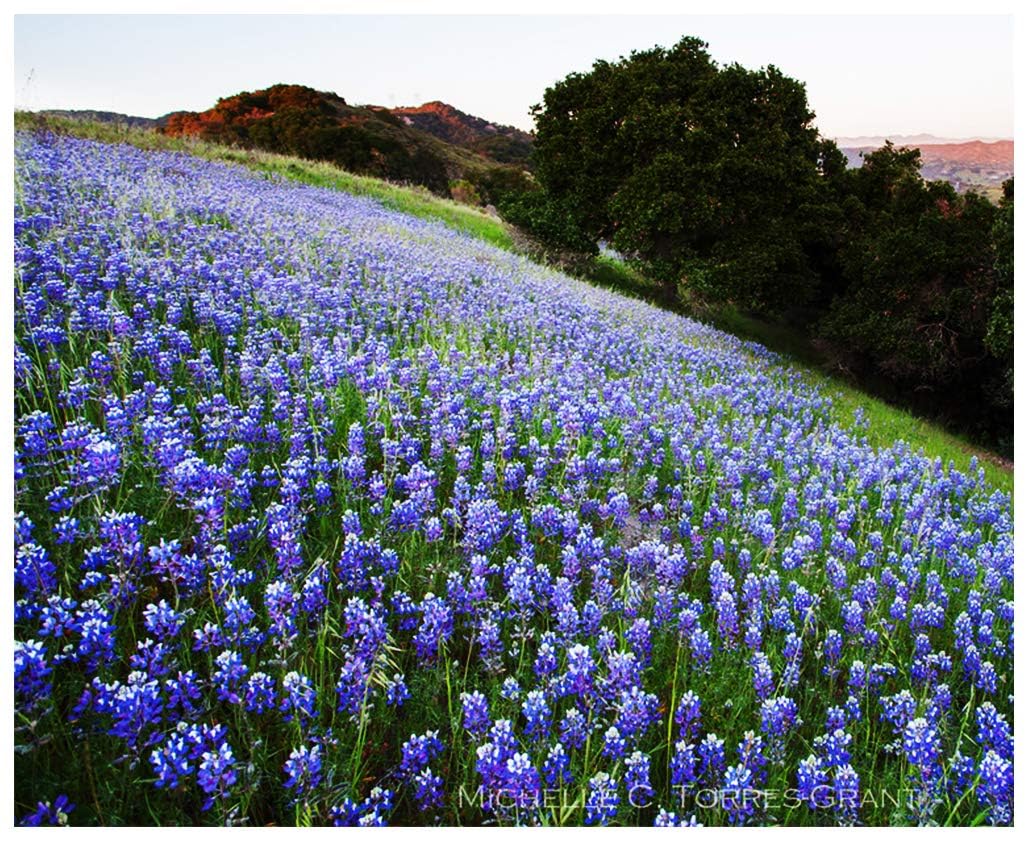 4000 California Native Bluebonnet Wildflower Seeds - Lupine Nanus