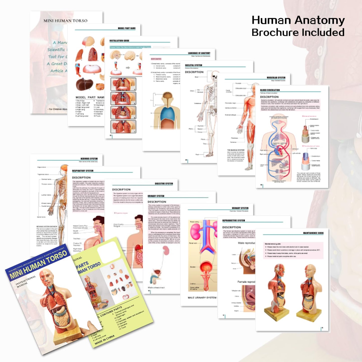 EVOTECH SCIENTIFIC 2026 New Human Body Model for Anatomy, 15 Pcs Removable 11 inch Human Torso Anatomical Model with Heart Head Skull Brain Skeleton, School Medical Education Display