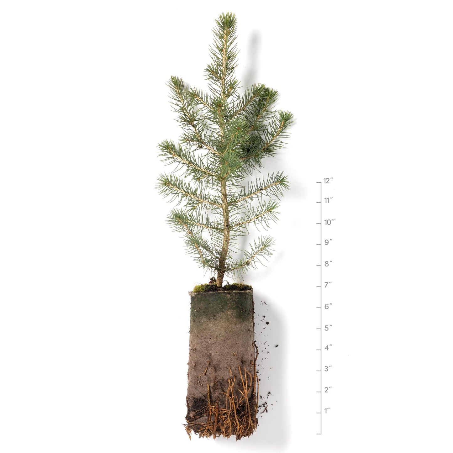 Norway Spruce Jumbo Tree Seedling Plug | 12"-18" | Arbor Day Foundation (1-Pack)