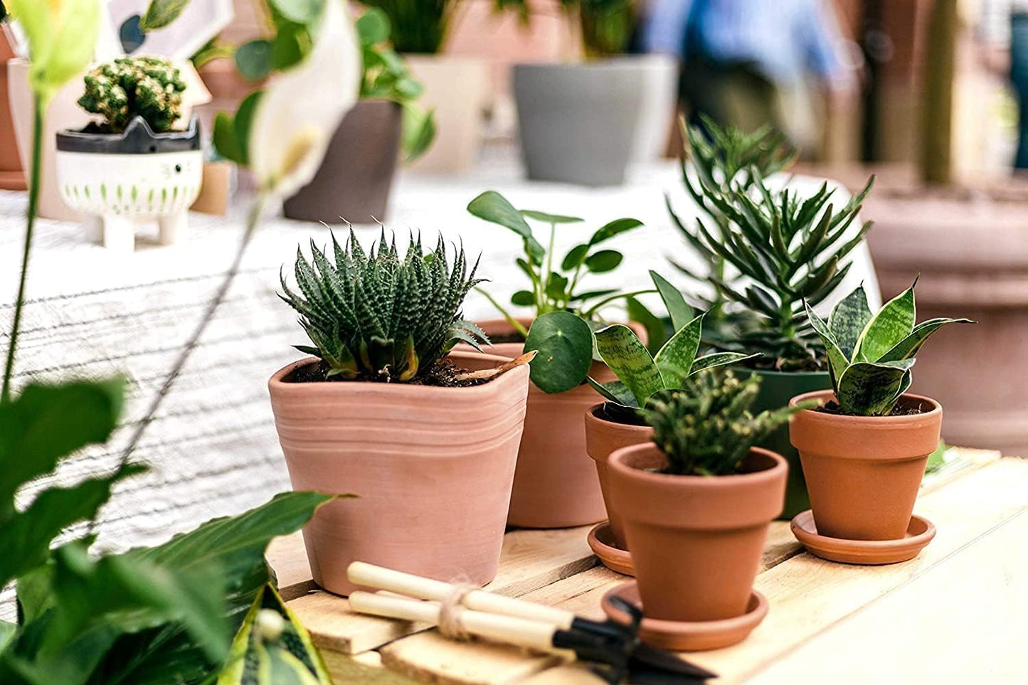 D'vine Dev Pack of 6 Terracotta Pots with Saucers, 4 Inches Terra Cotta Pots with Tray, Clay Pots for Plants & Succulents, Terracotta, 588-A-1-4