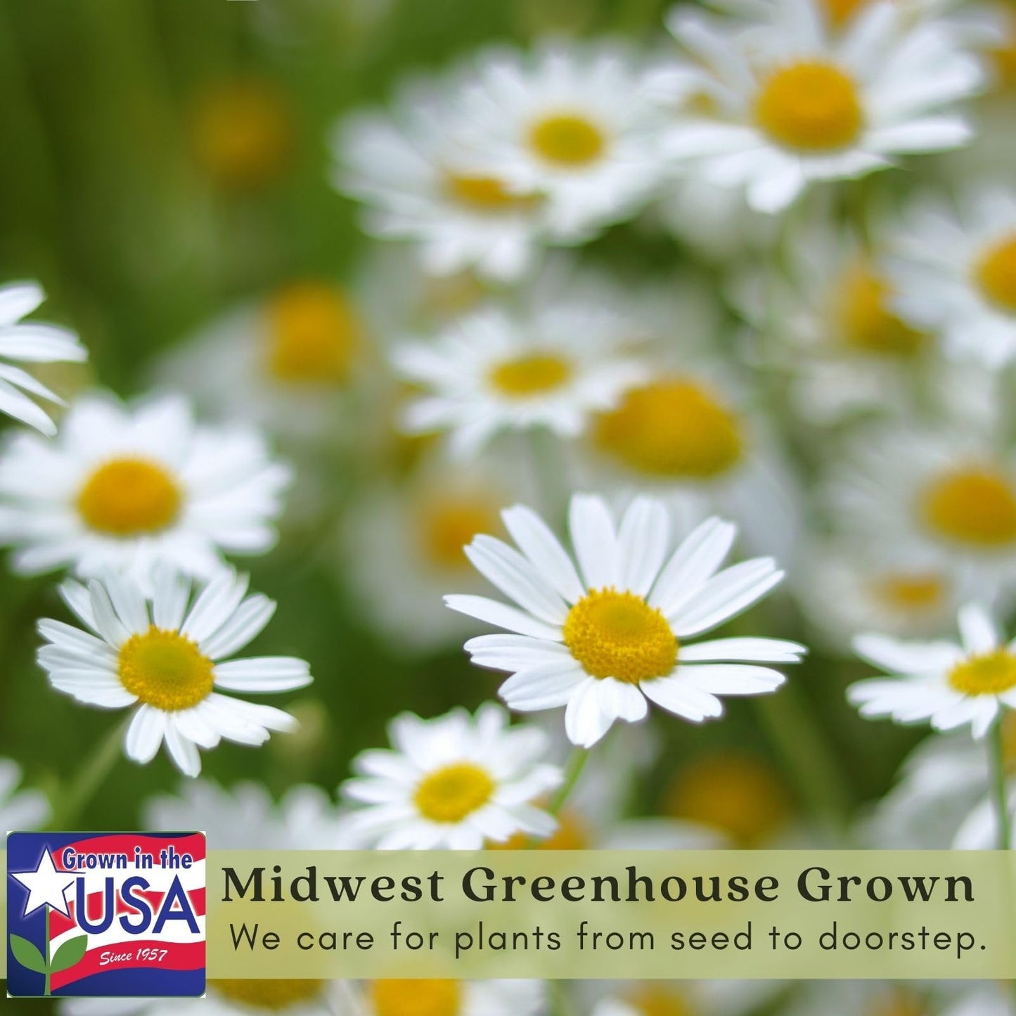 Clovers Garden Chamomile Herb Plants – Two (2) Live Plants – Non-GMO - Not Seeds - Each 4" to 8" Tall – in 4" Inch Pots - Attracts Polinators, Edible, Medicinal