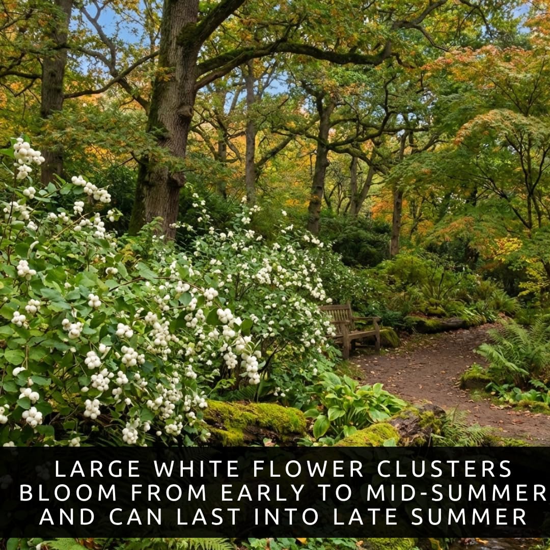 3 Snowberry Plants for Growing – Symphoricarpos Albus – White Berry Shrubs – Hardy Native Landscape Plants for Borders & Wildlife (3 Plants)