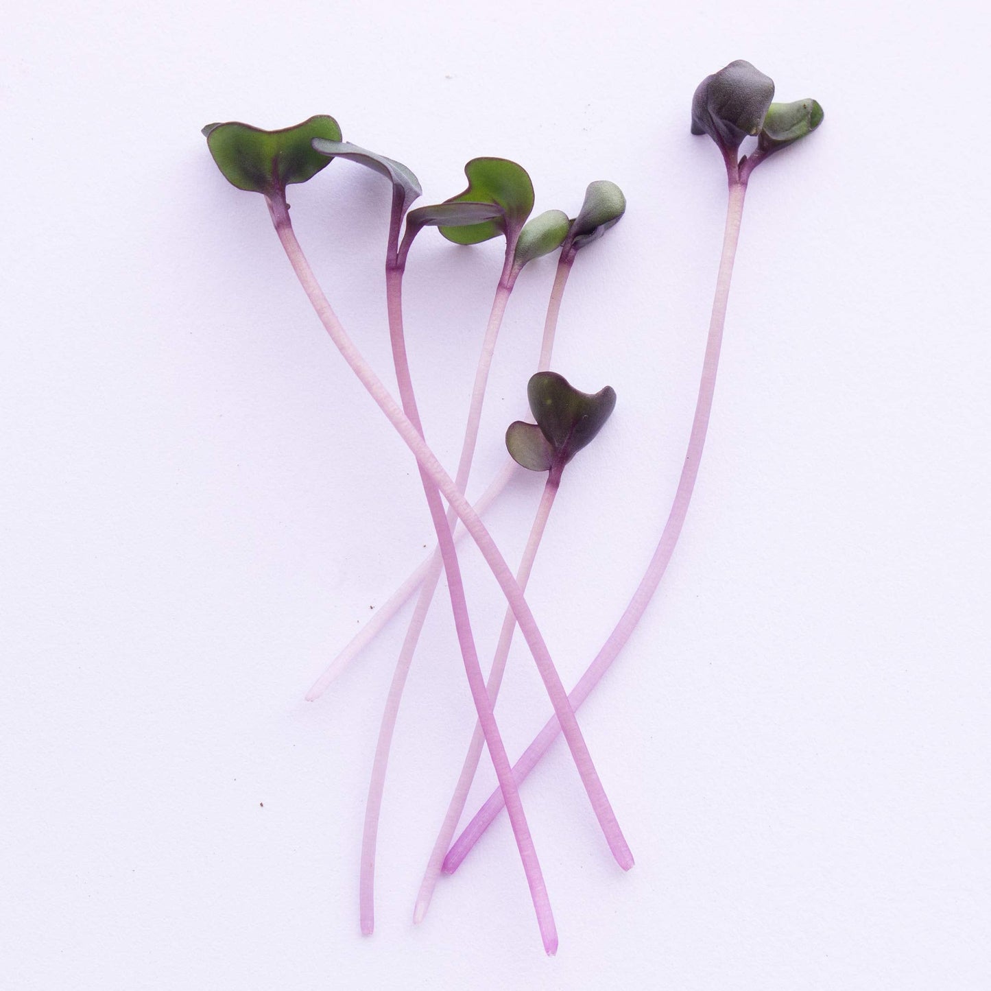 Red Cabbage Microgreens Seeds - 1 Lb ~108,800 Seeds - High Germination, Premium Non-GMO Seed for Growing Red Cabbage Micro Greens