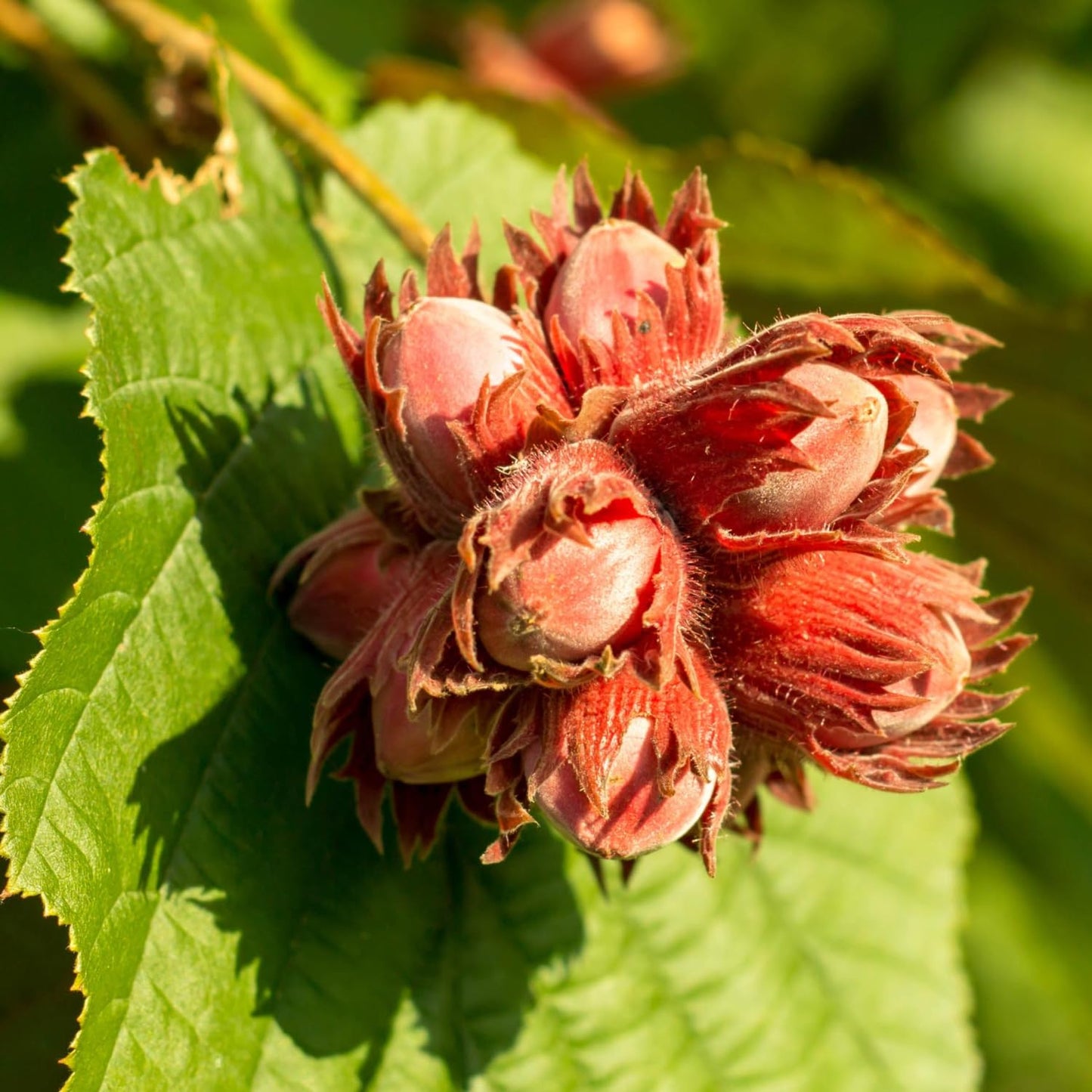 Live Hazelnut Tree Plant 3 Years Old, 2–3 Feet Tall, 3 Gallon Pot, Outdoor Nut Tree for Backyard Orchard and Garden Growing