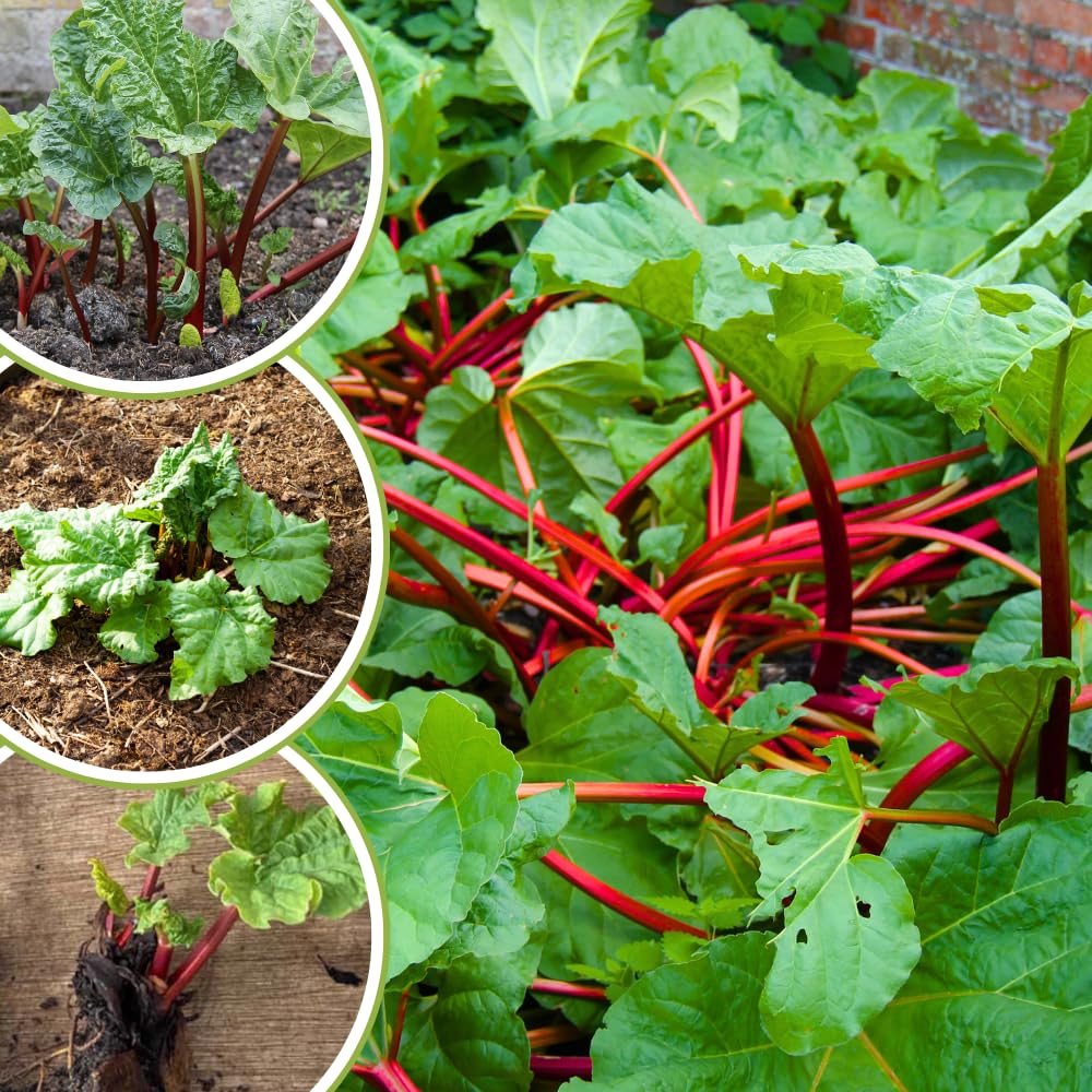 5 XL Size Rhubarb Roots for Planting, High Yield Rhubarb Plants Live, Large Crowns Cold Hardy, Zones 2-8