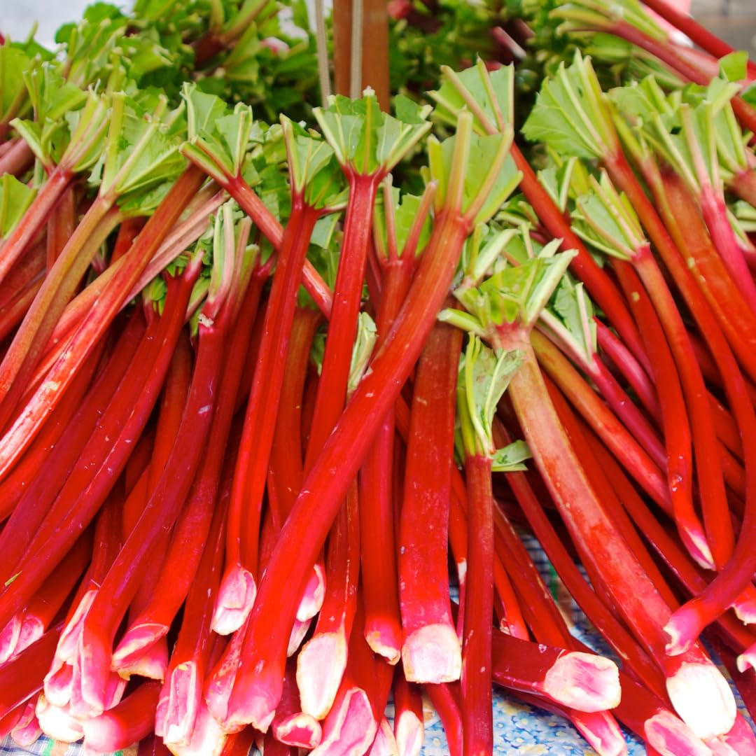 Pack 5 Rhubarb Crowns Extra Large (XL Size) Fast-Growing, Rhubarb Root Division Plant, High Yield, Rich Flavor, Red Stalks