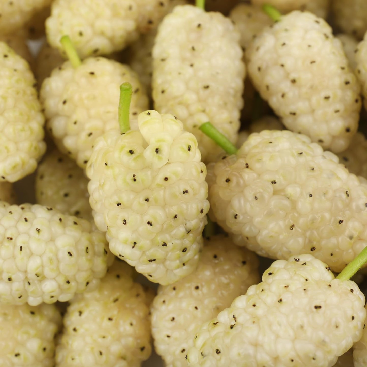 White Mulberry Plant - 10-18" Tall Live Plant - Sweet Mulberry Fruit Tree for Planting - Edible Berries Seedling - Murus Alba