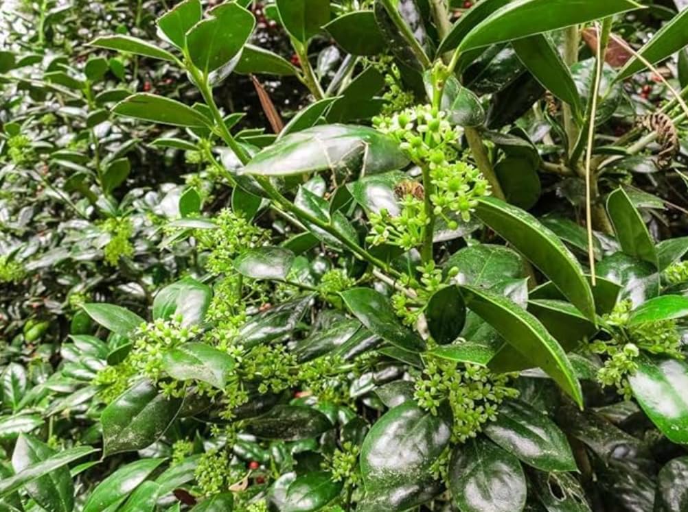 Burford Holly Tree/Shrub - 10-16" Tall Live Plant - Quart Pot - Holly Bush Seedling - Ilex Cornuta 'Burfordii'