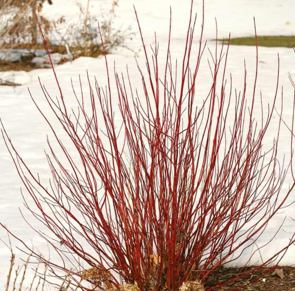 Red Twig Dogwood Shrub/Bush - (Red Osier) - 6-12" Tall - Quart Pot - Live Plant - Cornus sericea