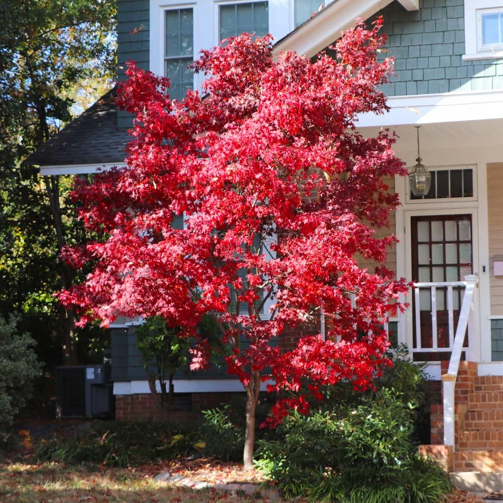 Brighter Blooms - Bloodgood Japanese Maple Tree, 4-5 ft. - No Shipping to AK, AZ, HI