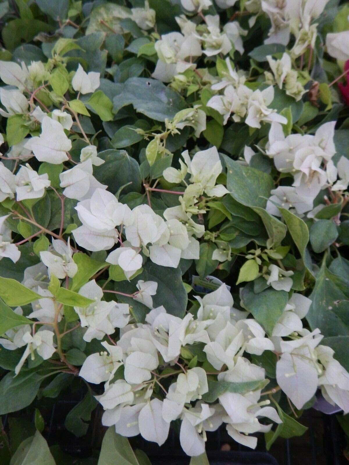 Live Plant - Sunstone White Bougainvillea Small Well Rooted Starter Plant