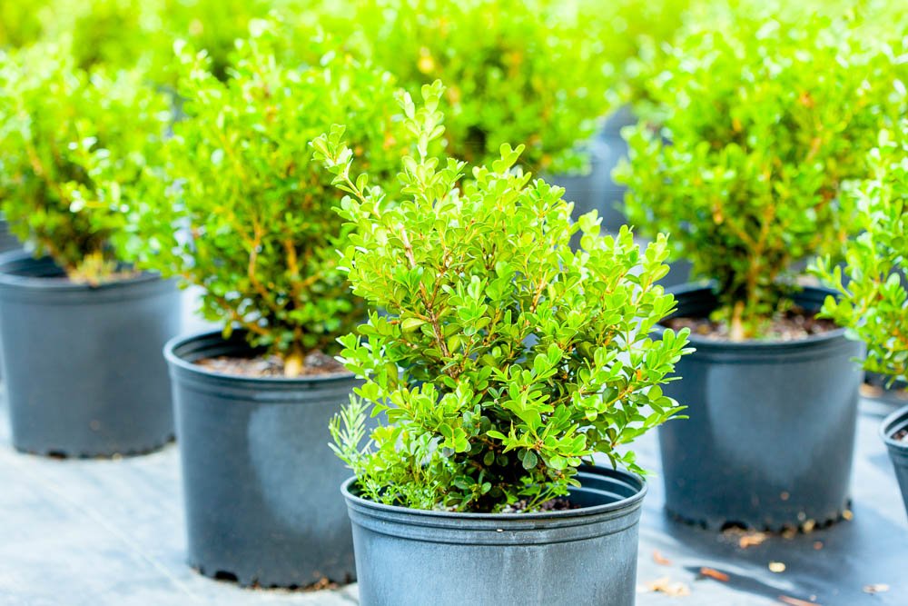 Japanese Boxwood 1 Gallon