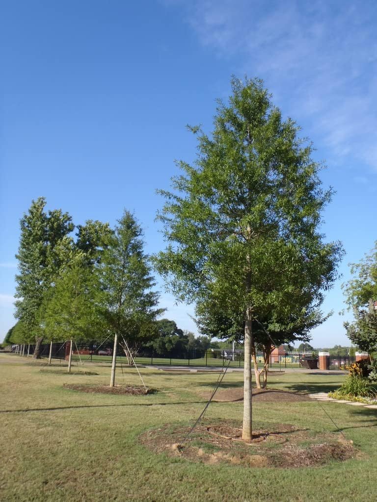 Willow Oak Tree | 3 Live Plants | Quercus Phellos | Beautiful Unique Fast Growing and Hardy Shade Tree