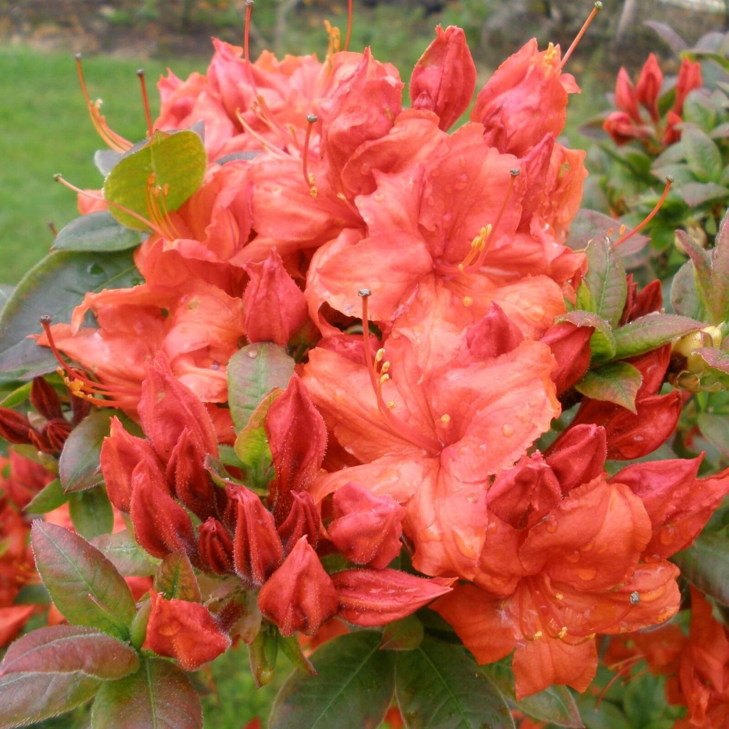Live Plant - Azalea Rhododendronwell Rooted Starter Plant