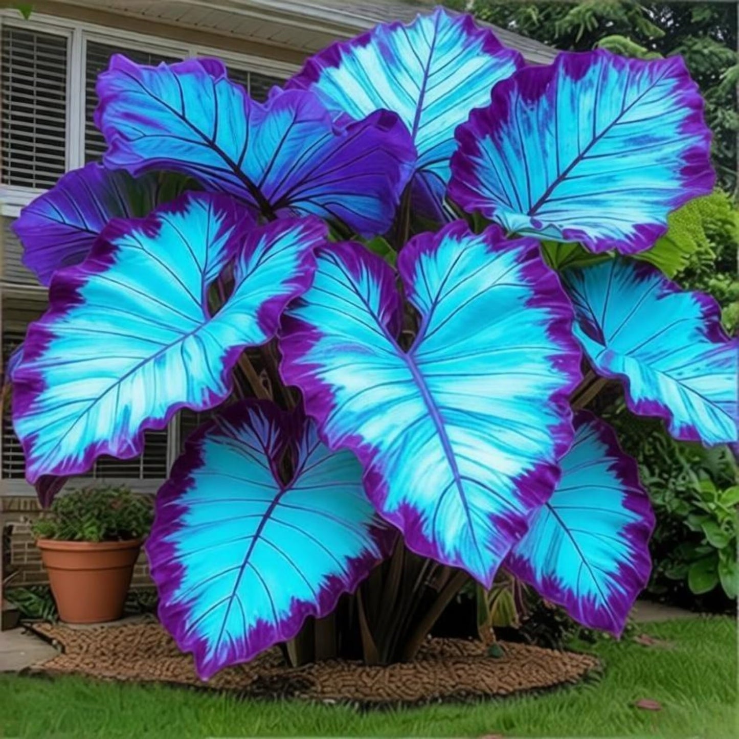 OJHJXUG Elephant Ear Giant Alocasia - Low Maintenance Drought Tolerant - Indoor Outdoor Mix - Blue Tones (2)