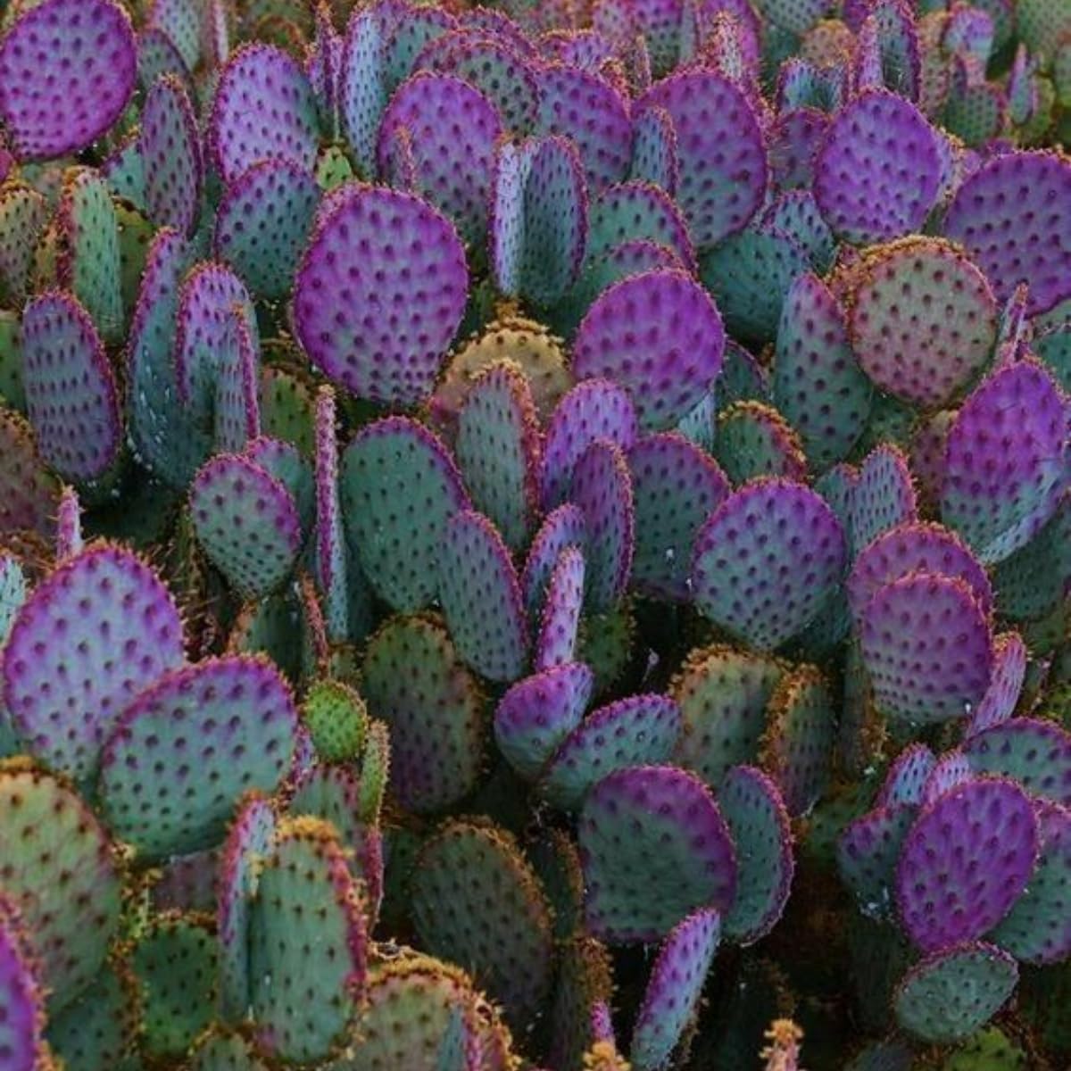 Purple Prickly Pear Cactus Plants Live in 3 Inch Pot, Hardy Colorful Cactus Plants, Great for Rock Gardens and Pots